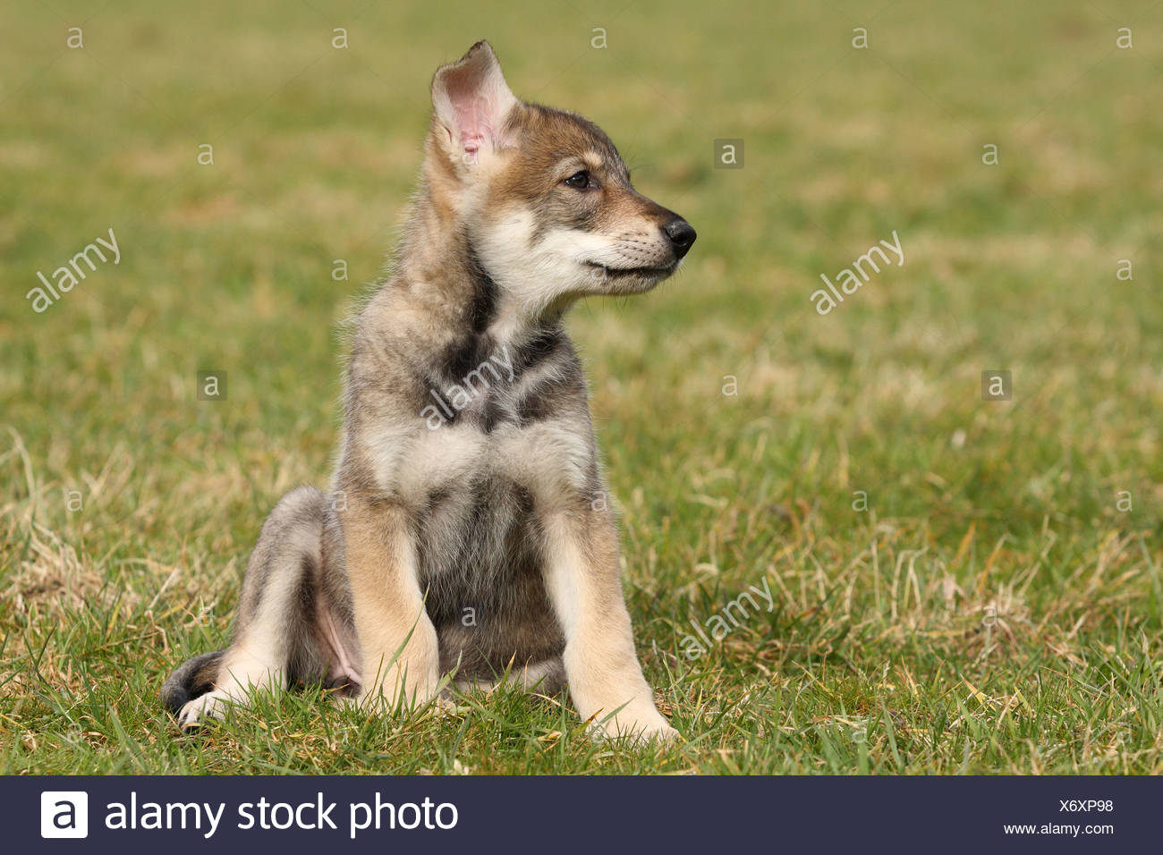 Chiot Chien Loup Saarloos Banque Dimages Photo Stock
