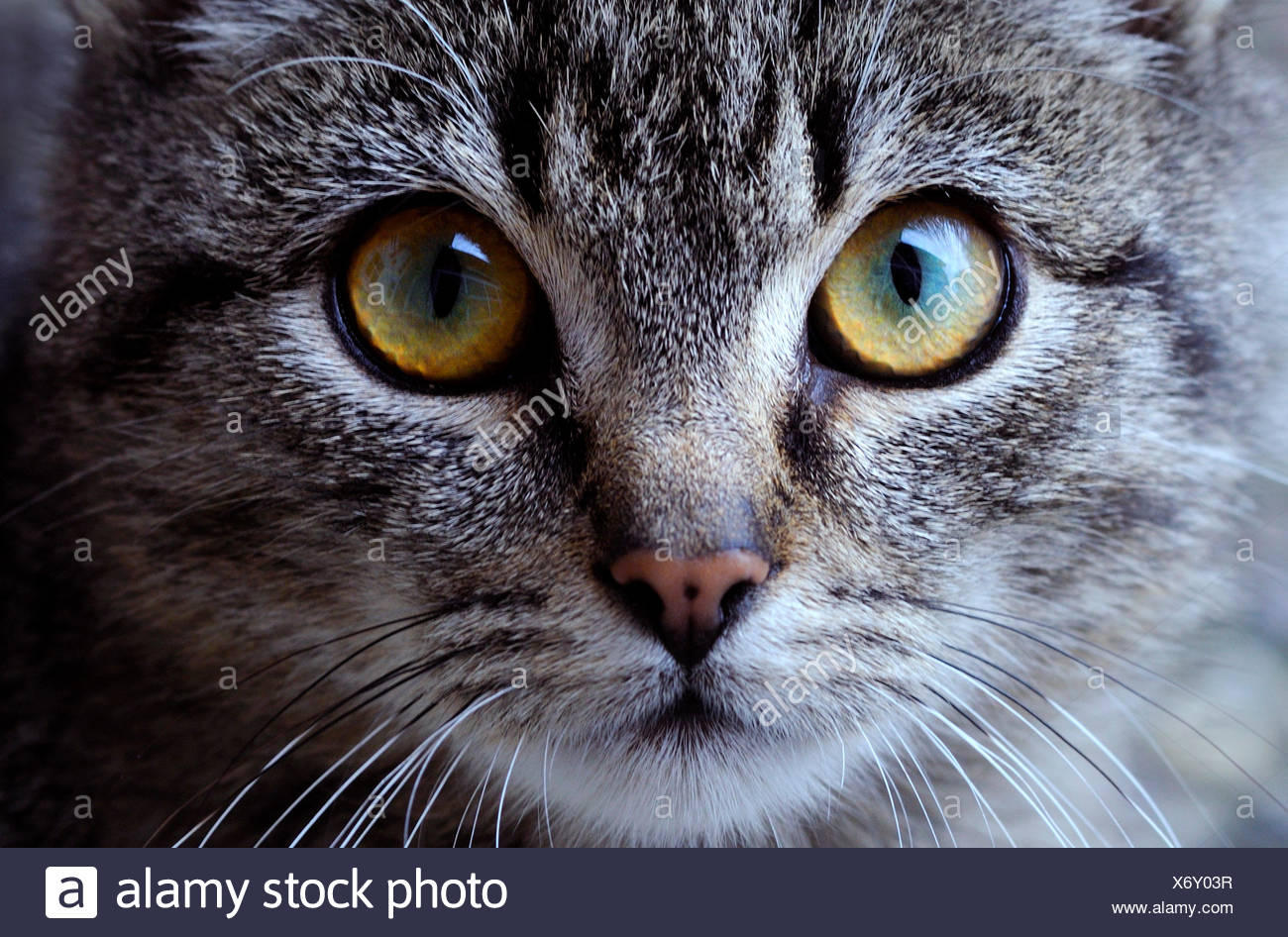 Portrait De Mammiferes Des Animaux Plus Jeunes Les Jeunes Yeux Chat Minou Chat Domestique Gris Gris Photo Stock Alamy