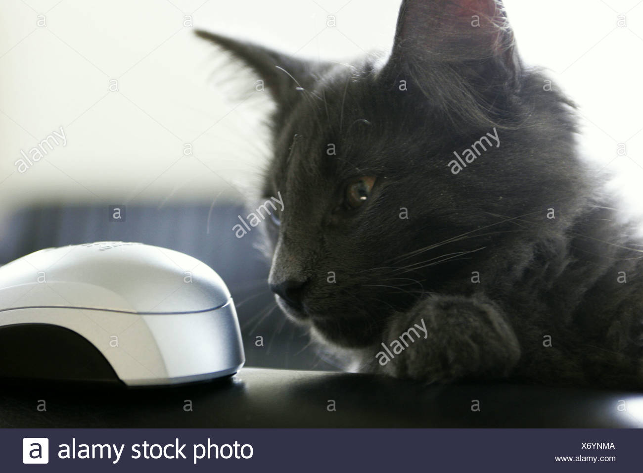 Chat Et Souris D Ordinateur Seriecvs Photo Stock Alamy