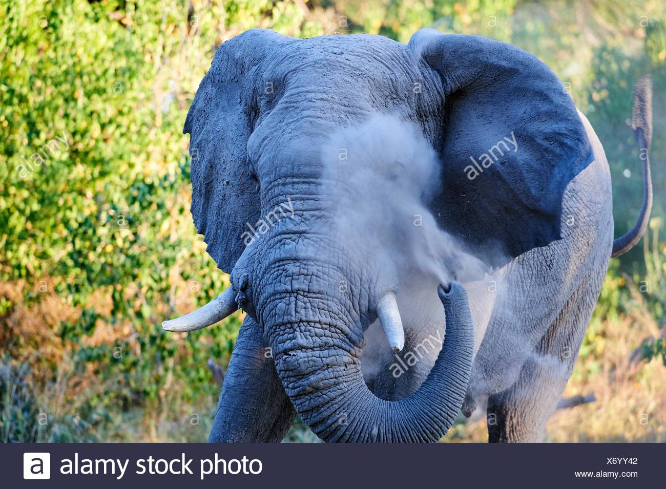 Bull l'éléphant d'oeil blessé sur la poussière de la pulvérisation afin de minimiser la gêne à la mouche (Loxodonta africana), le Parc National de Moremi, Okavango delta, Botswana, Banque D'Images