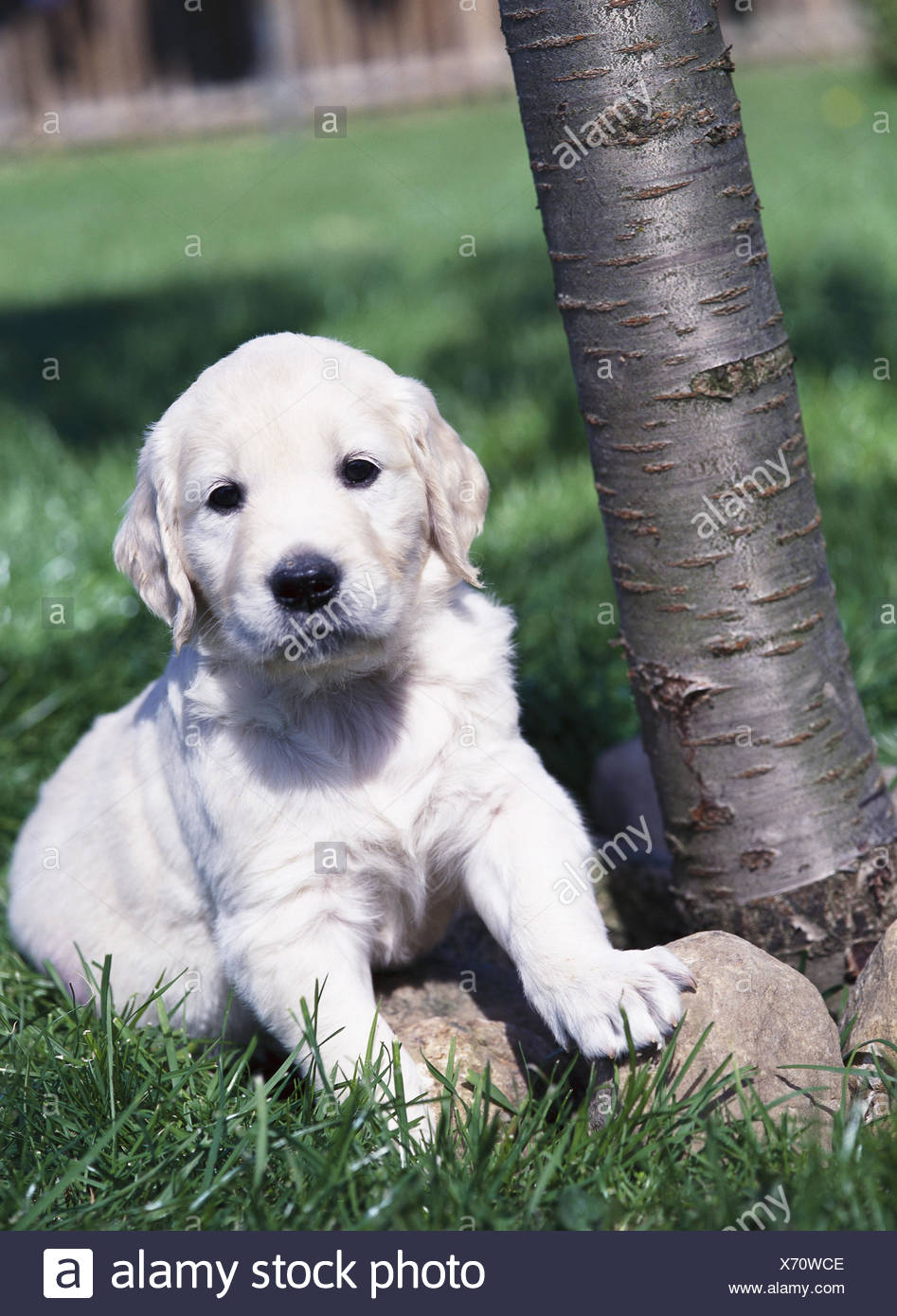 Pré Arbre Golden Retriever Chiot Sasseoir Jardin