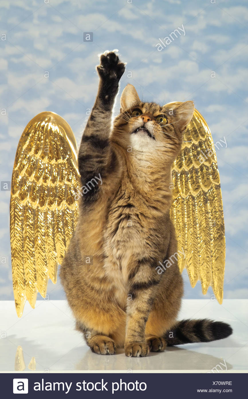 Tabby Chat Domestique Avec Les Ailes D Ange Patte De Levage Photo Stock Alamy Tabby Chat Domestique Avec Les Ailes D Ange Patte De Levage Photo Stock Alamy