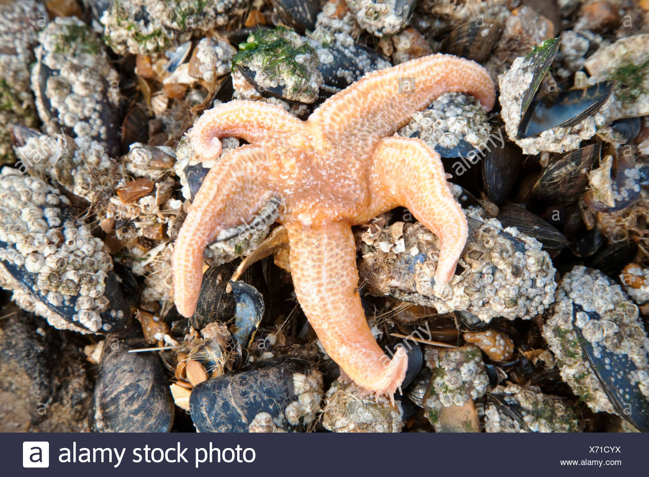 Létoile De Mer Commune Ou étoile De Mer Asterias Rubens