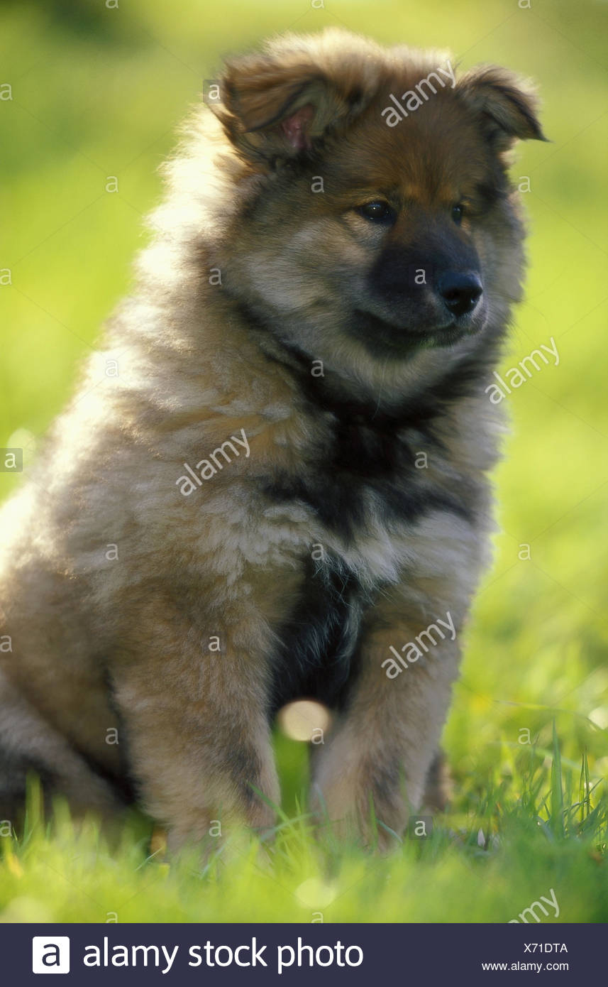 Séance Pré Eurasiens Série Animal Mammifère Animal De