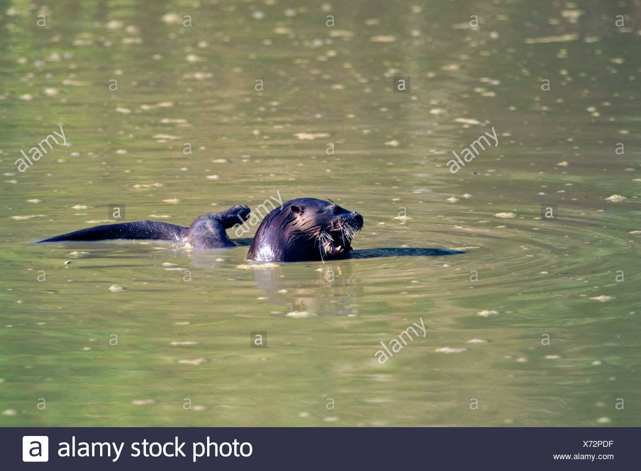 La loutre néotropicale néotropicale, la loutre de rivière (Lontra longicaudis), l'alimentation des poissons dans une piscine boueuse, Brésil, Mato Grosso, Pantanal Banque D'Images