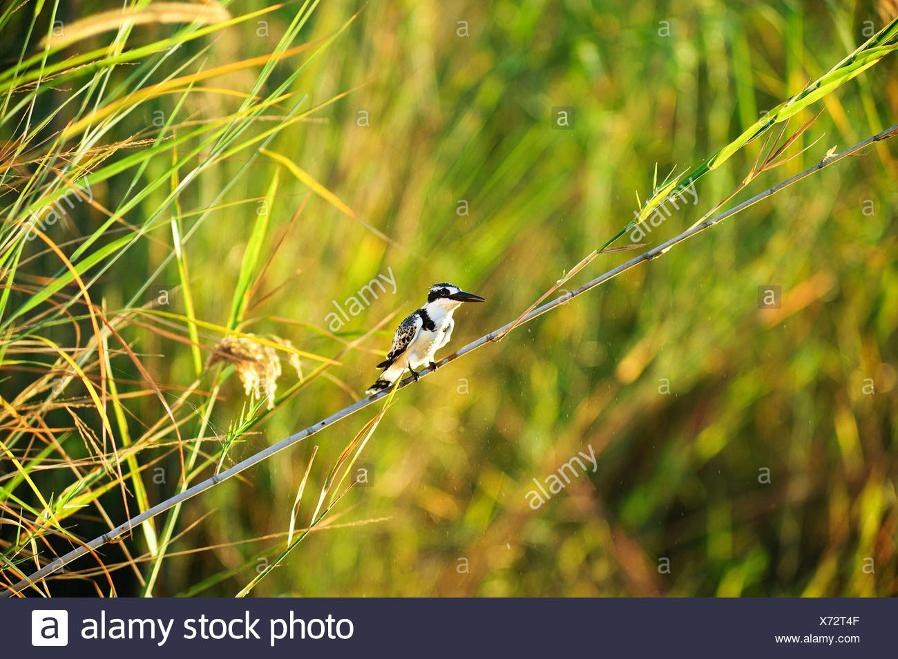 Namibia White Bird Photos Namibia White Bird Images Alamy