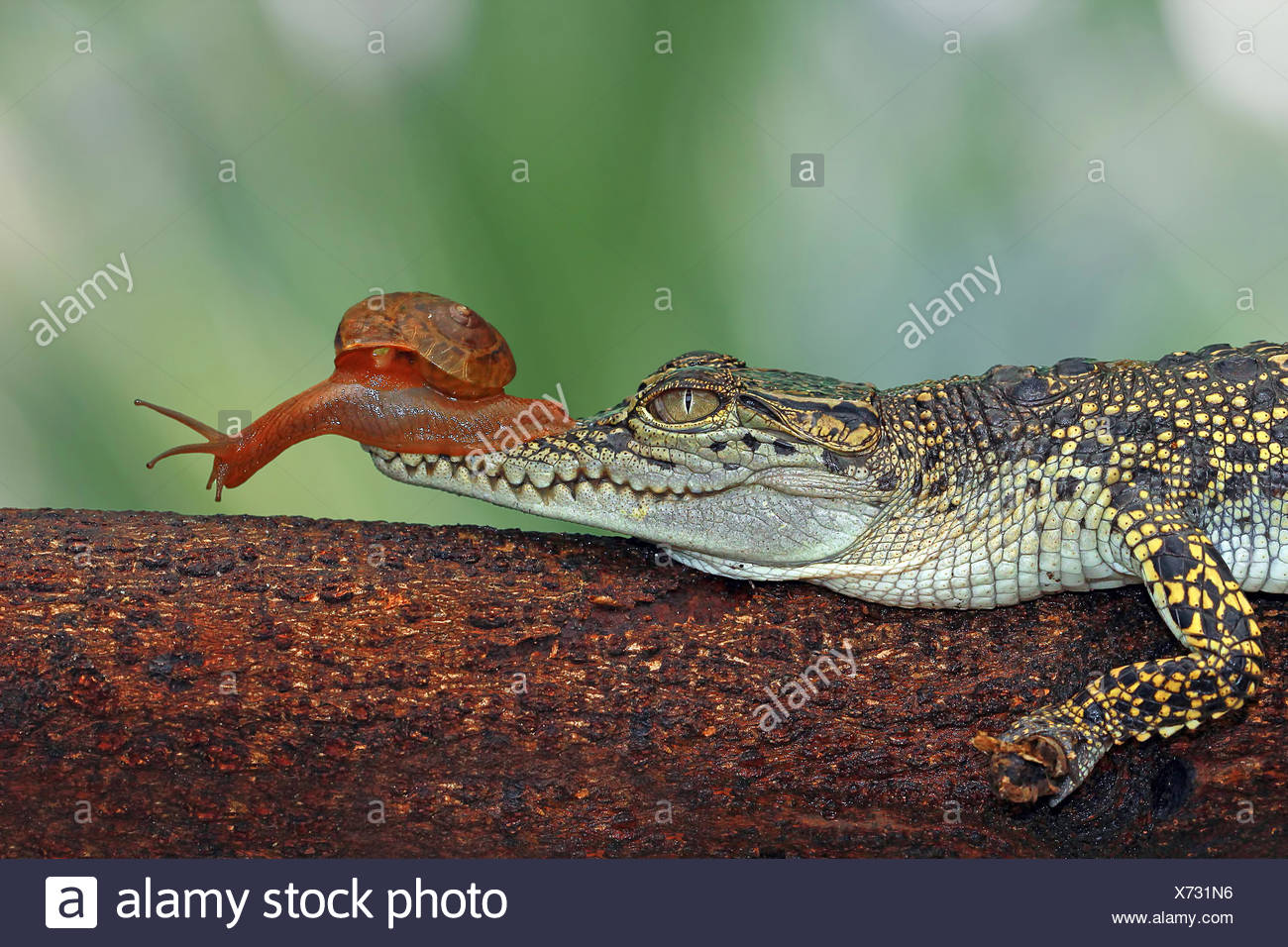 https://c8.alamy.com/compfr/x731n6/seance-d-escargot-sur-le-museau-de-crocodile-l-indonesie-x731n6.jpg