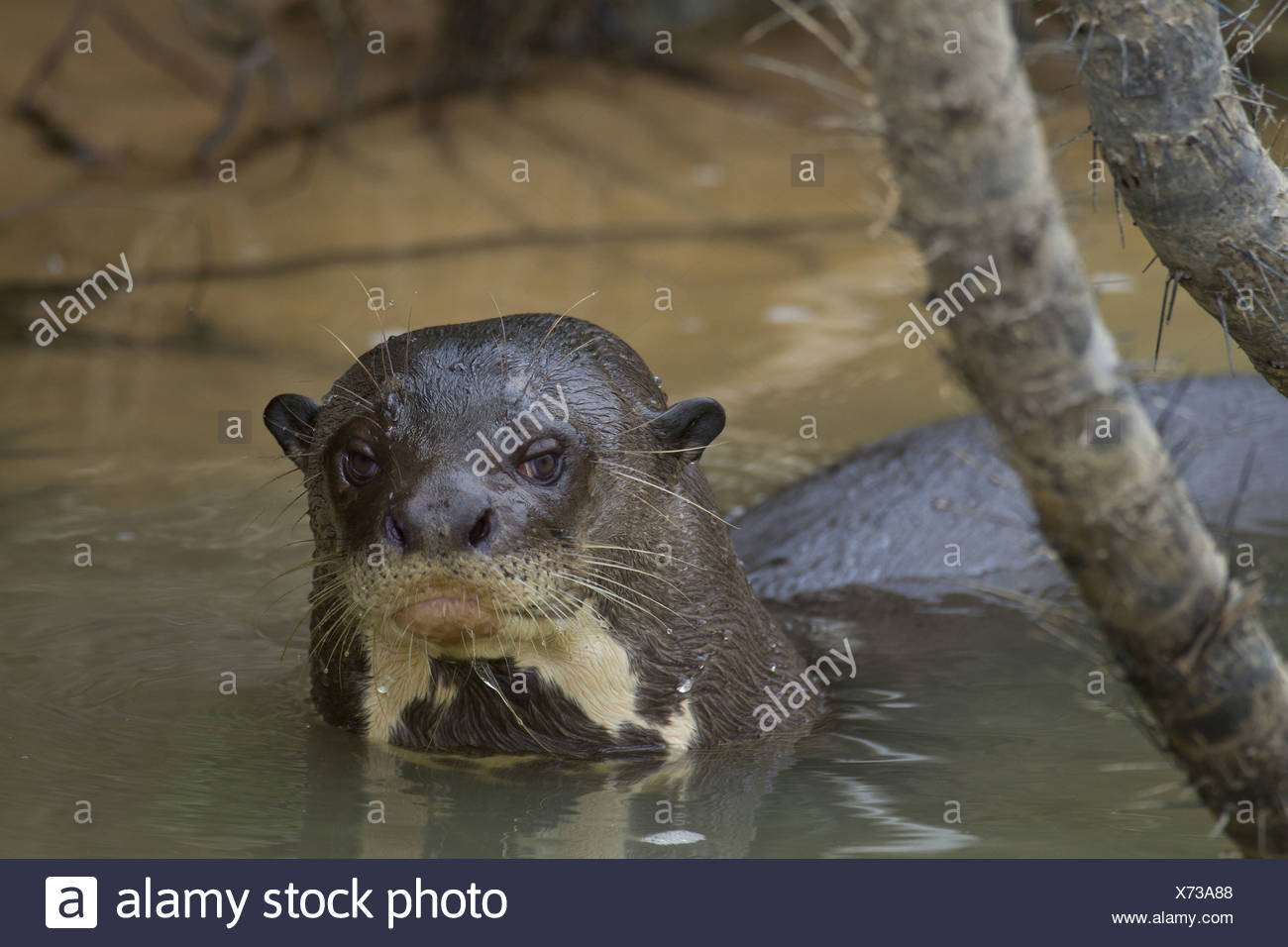 La loutre géante (Pteronura brasiliensis), adultes en rivière, fleuve Paraguay, Pantanal, Mato Grosso, Brésil Banque D'Images