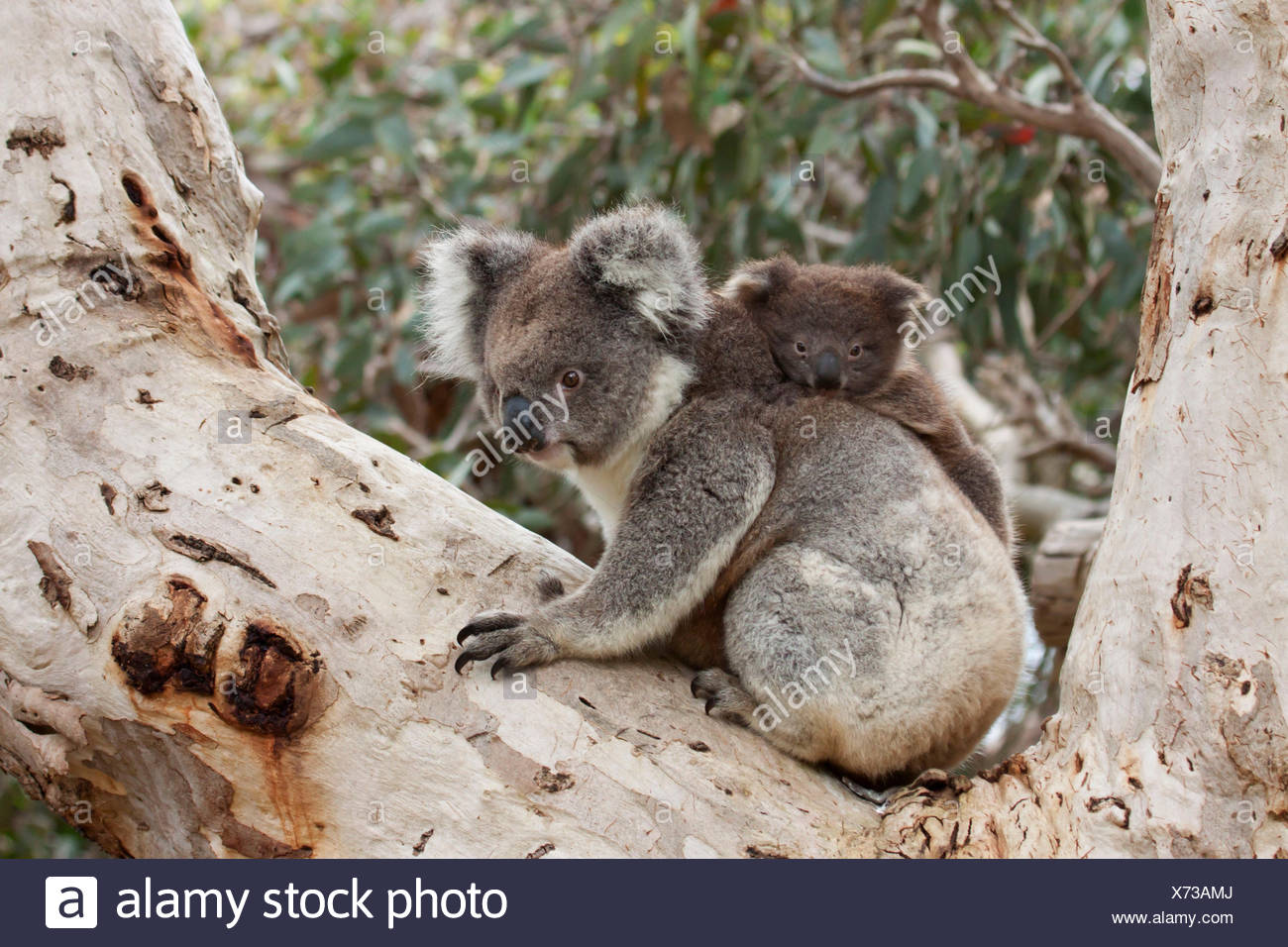 Cute Koala Baby Banque D Image Et Photos Alamy