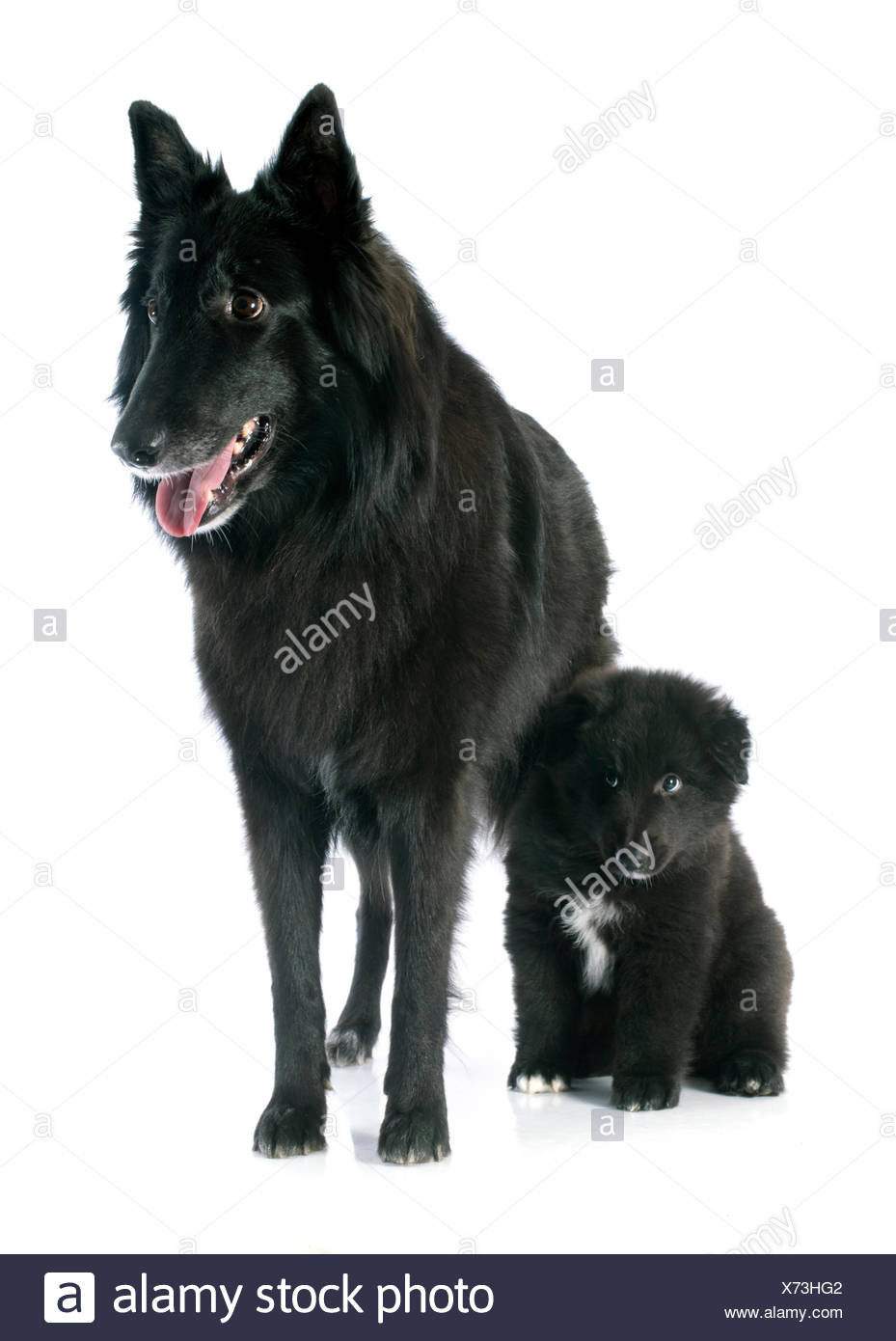Photo D Un Chiot De Berger Belge Groenendael Et Adultes Photo Stock Alamy