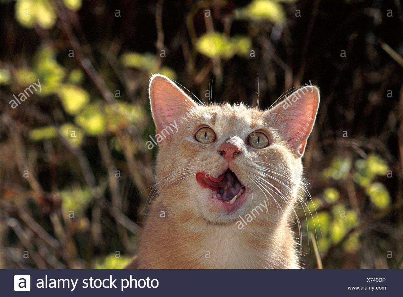 Chat Leche La Bouche Photo Stock Alamy Chat Leche La Bouche Photo Stock Alamy