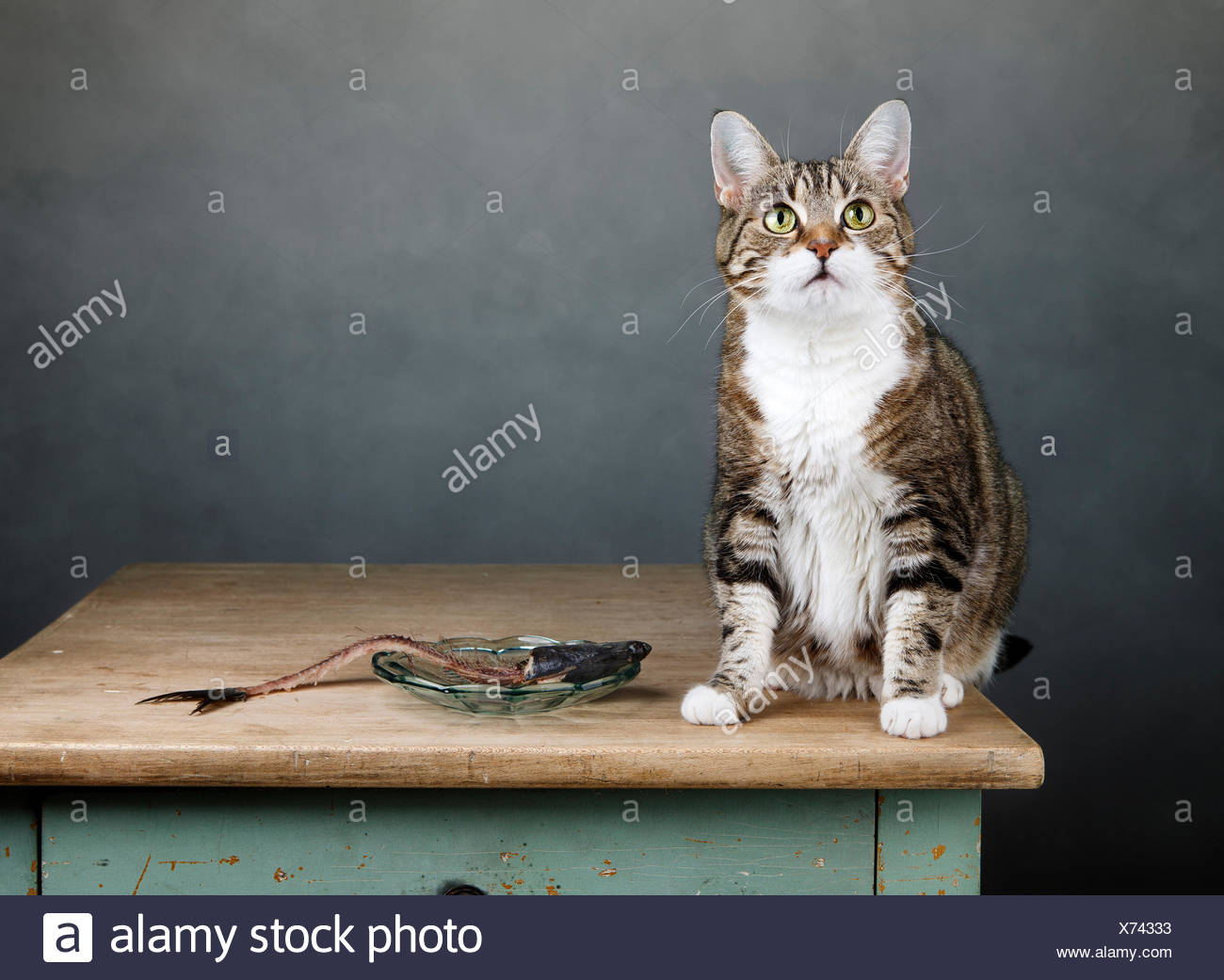 L Os Le Hareng Pleine Aretes De Poisson Mange Poisson Pussycat Chat Chat Domestique Photo Stock Alamy