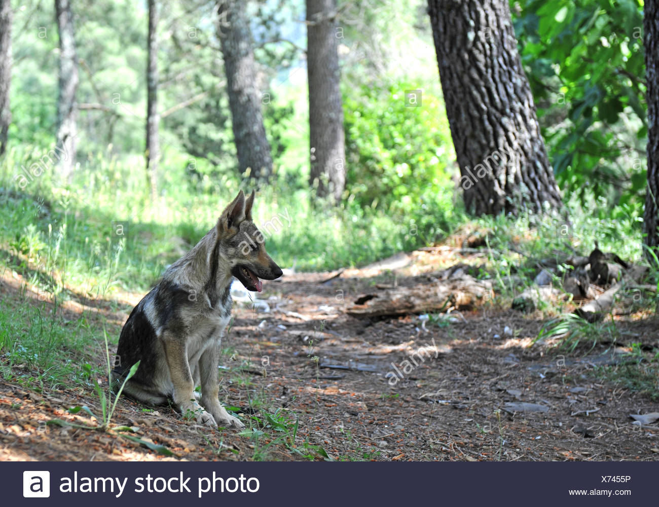 Chiot Chien Loup Tchécoslovaque Belle Beauteously Nice