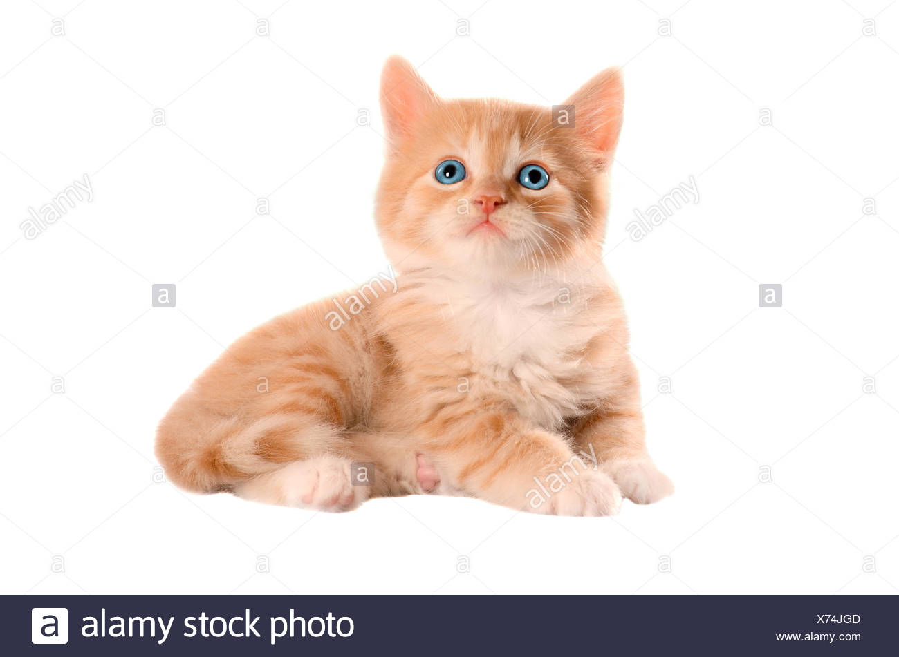 Chaton Orange Avec Des Yeux Bleus Photo Stock Alamy