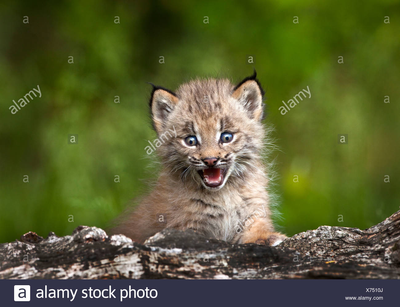 Bebe Lynx Lynx Canadensis A Plus D Un Arbre Tombe Canmore Alberta Canada Photo Stock Alamy