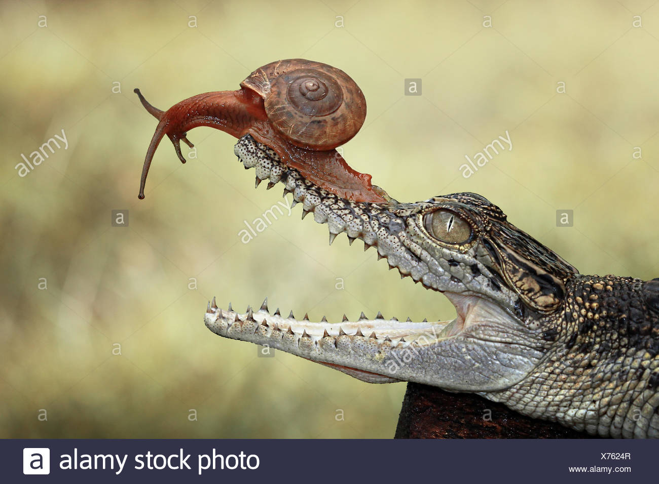 Bebe Crocodile Banque D Image Et Photos Alamy Bebe Crocodile Banque D Image Et Photos Alamy