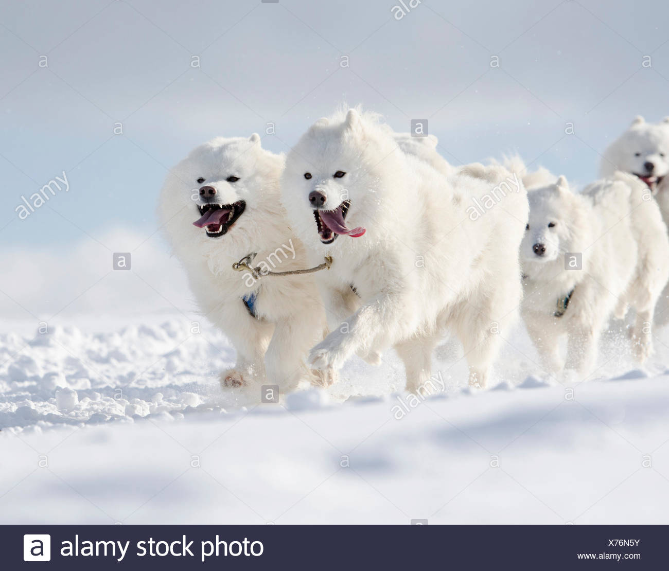 Quatre Chiens De Traîneau Blanc Samoyède Chiens Chiens De