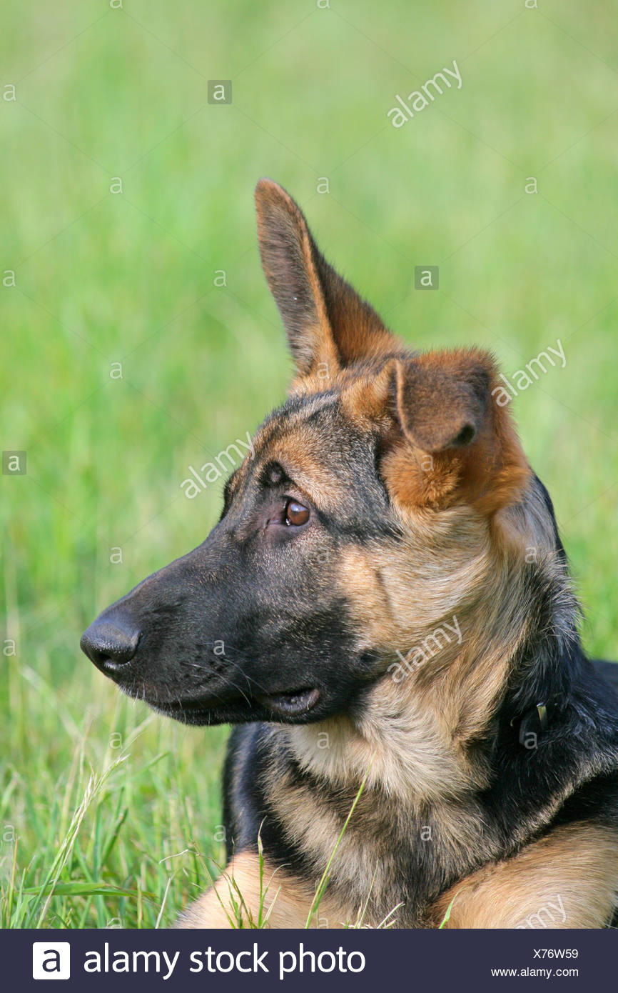 Nez Animal Chien Berger Allemand Chiot Animal Mammifere Animal Doux Tete Portrait Photo Stock Alamy