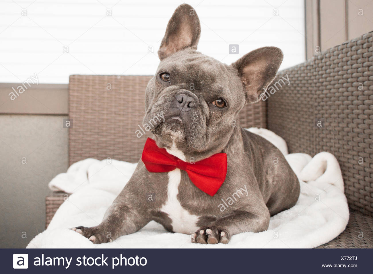 French Bulldog Wearing Bow Tie Banque d'image et photos - Alamy