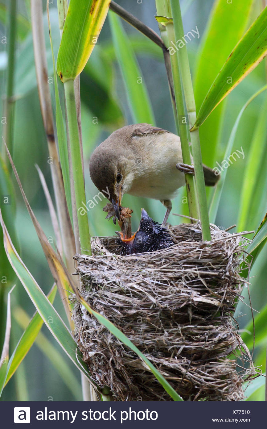 Fauvette Des Roseaux Nourrissant Le Poussin Coucou Banque D Image Et Photos Alamy Fauvette Des Roseaux Nourrissant Le Poussin Coucou Banque D Image Et Photos Alamy