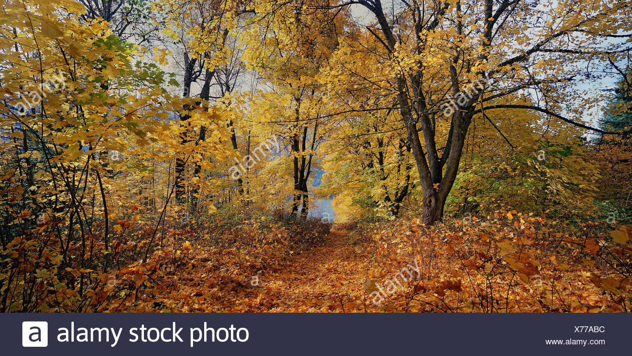 Busk sentier près de Nelson, BC, Canada Banque D'Images