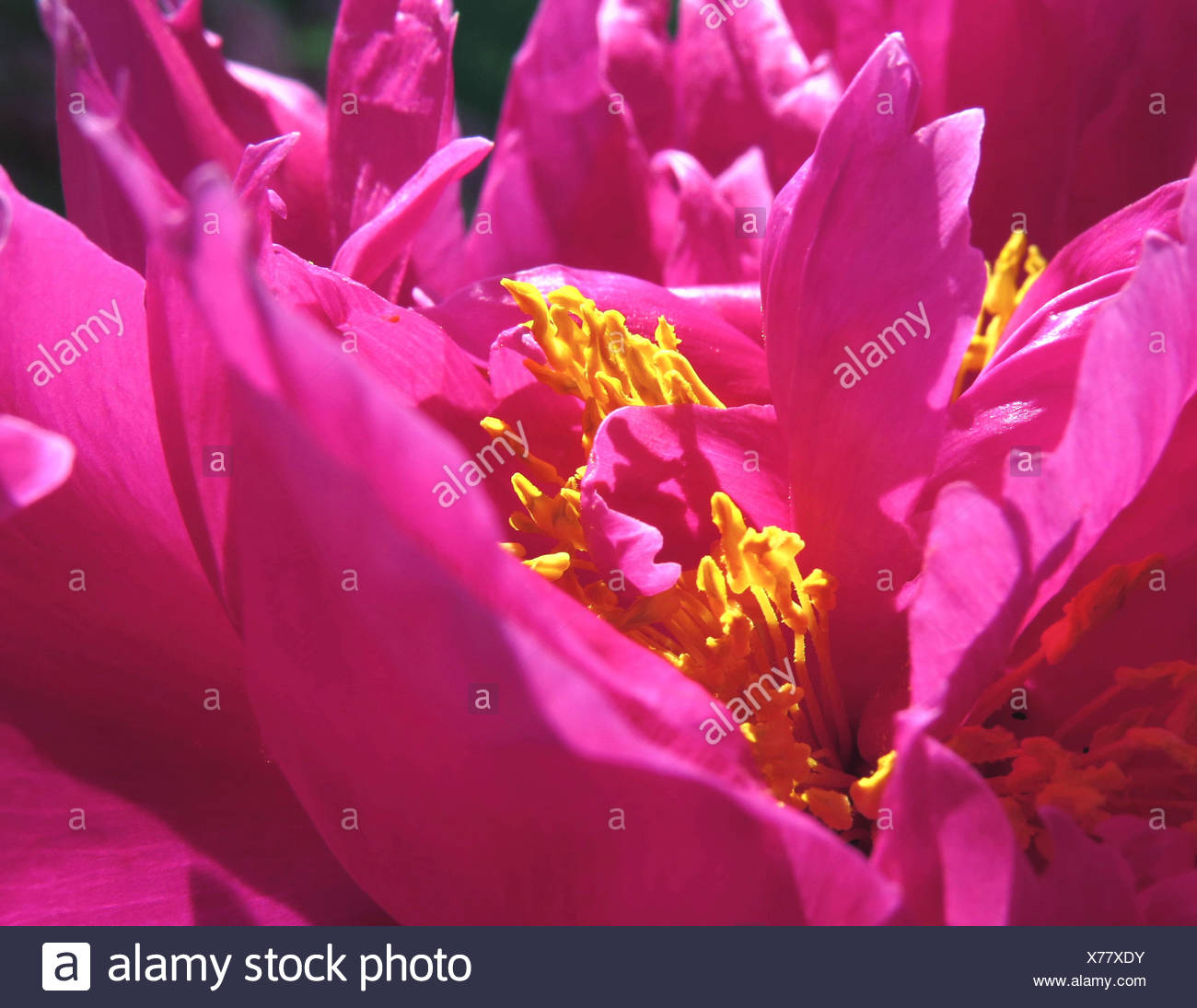 Fleur Pivoine Pistil Rouge Détail Plante Plantes