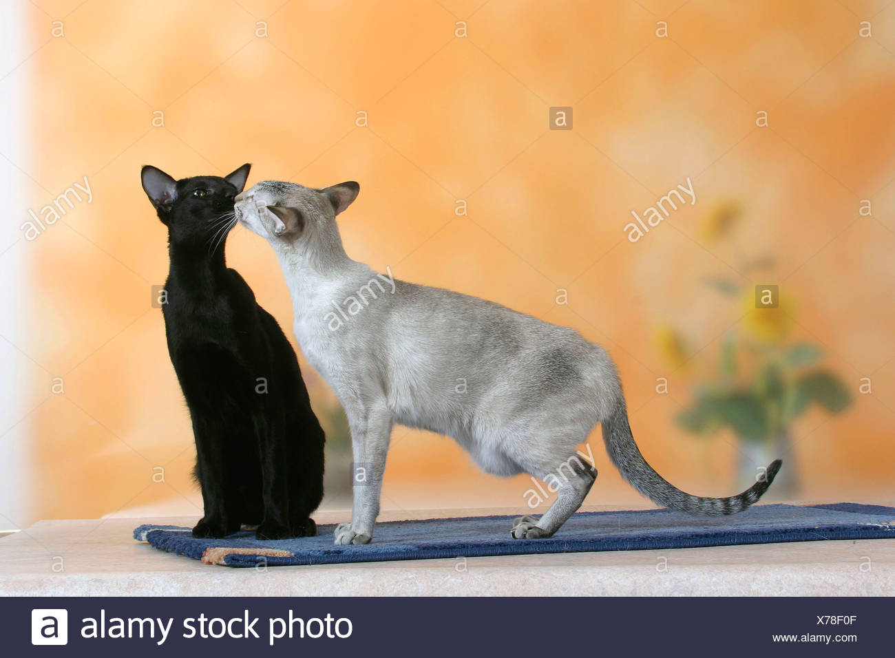 Chat Siamois Seal Tortie Tabby Point Und Oriental Cat Noir Ebene Photo Stock Alamy Chat Siamois Seal Tortie Tabby Point Und Oriental Cat Noir Ebene Photo Stock Alamy
