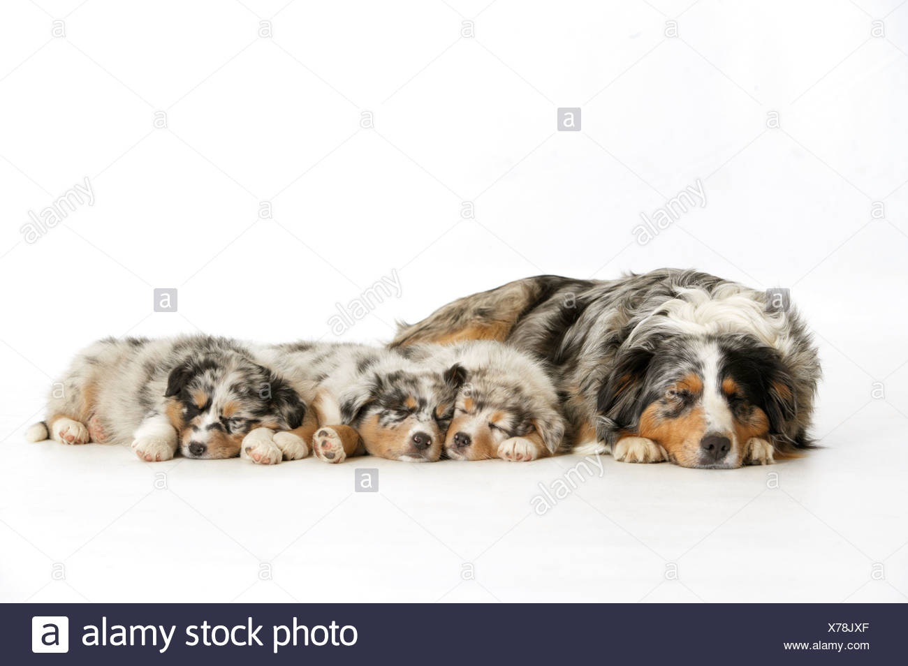 Berger Australien Avec Trois Chiots Banque Dimages Photo