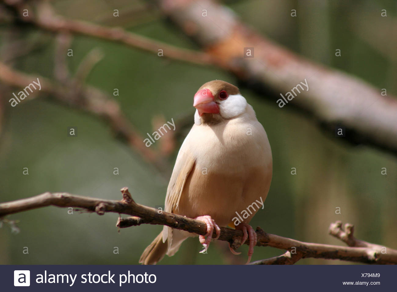 Petit Oiseau Oiseaux Pastel Toute Petite Branche Courte