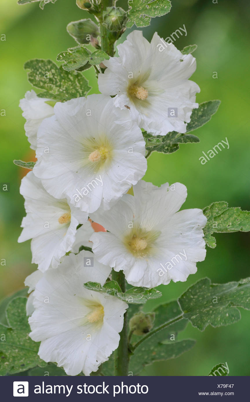 Fleurs Rose Trémière Blanche France Banque Dimages Photo