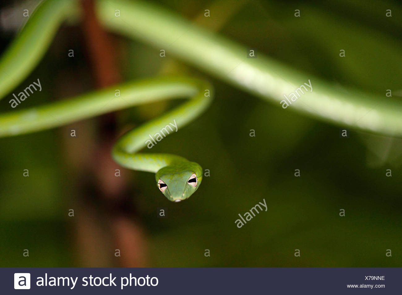 Serpent bec long, long-nez, whipsnake whipsnake Oriental (Ahaetulla prasina), suspendu à une branche, la Thaïlande, le parc national de Khao Lak Banque D'Images