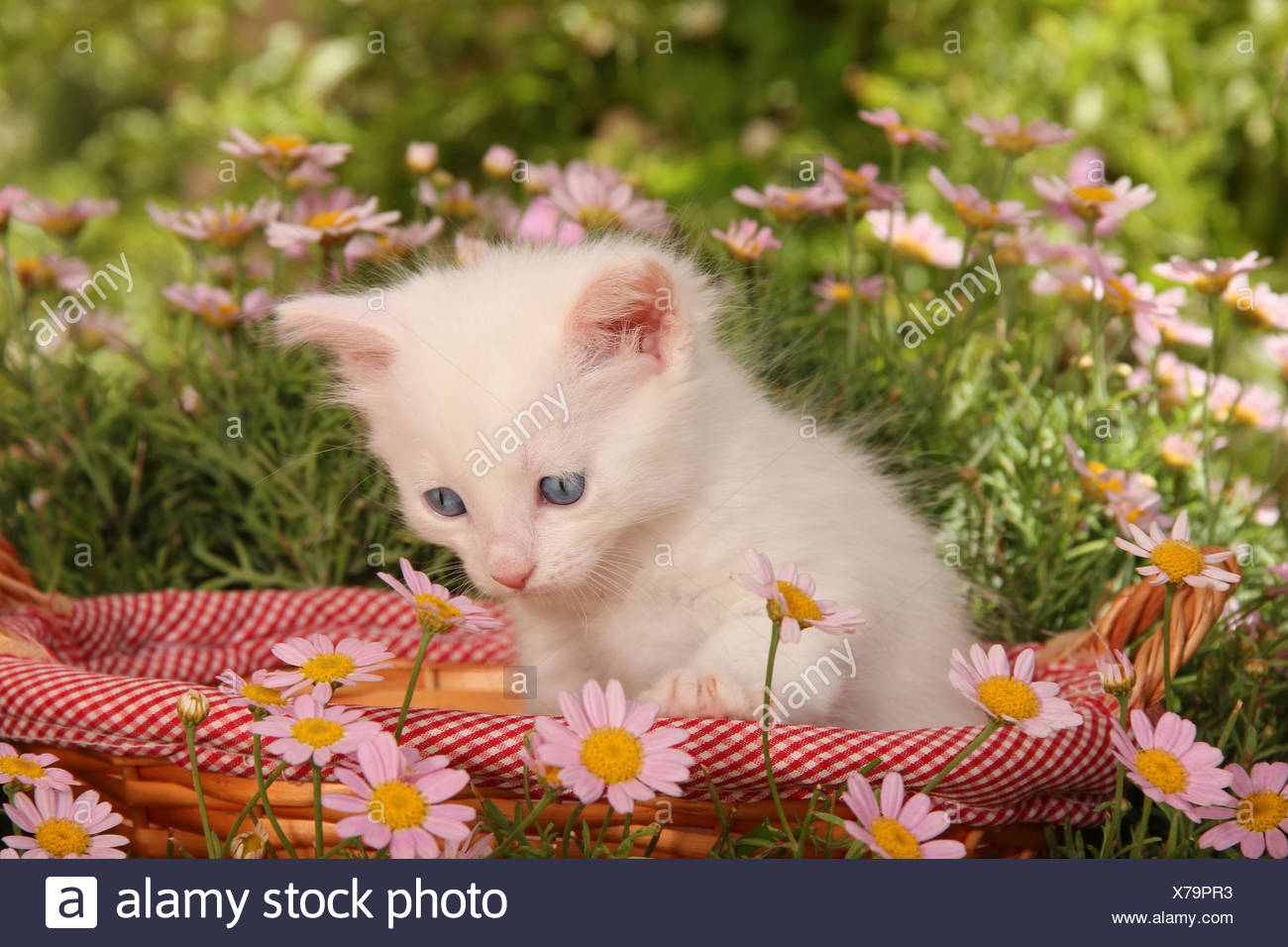 Les No De Cat Chaton Blanc 34 Jours Assis Dans Un Panier De Fleurs Daisy Rose Entre Photo Stock Alamy