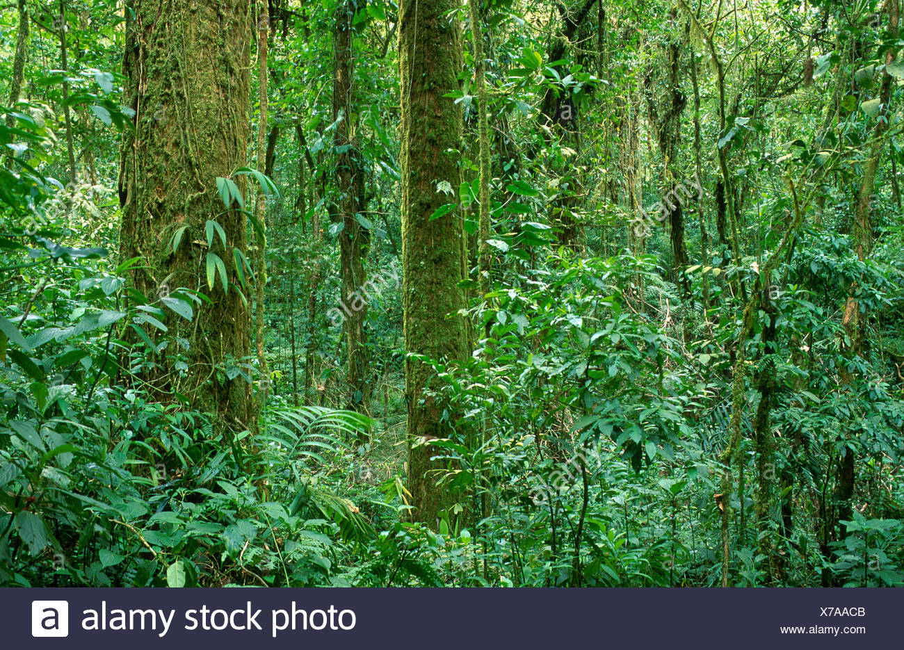 La Forêt De Nuages Reserva Santa Helena Costa Rica Amérique - 