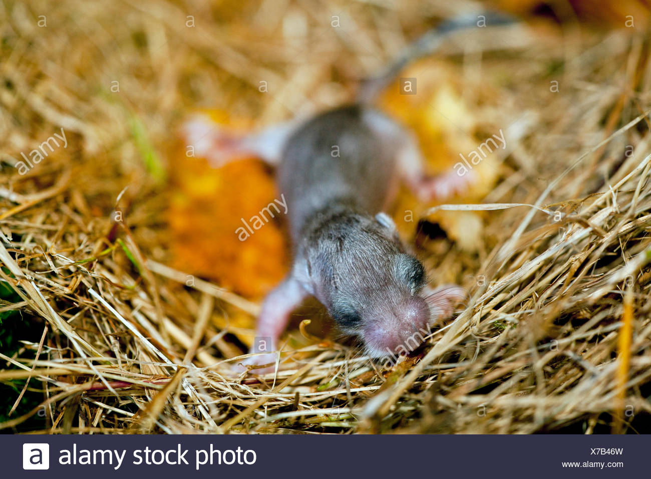 Loir Roturier Comestibles Loir Loir Graisse A Queue D Ecureuil Loir Glis Glis Animal Bebe Dans Le Nid L Allemagne Rhenanie Palatinat Photo Stock Alamy