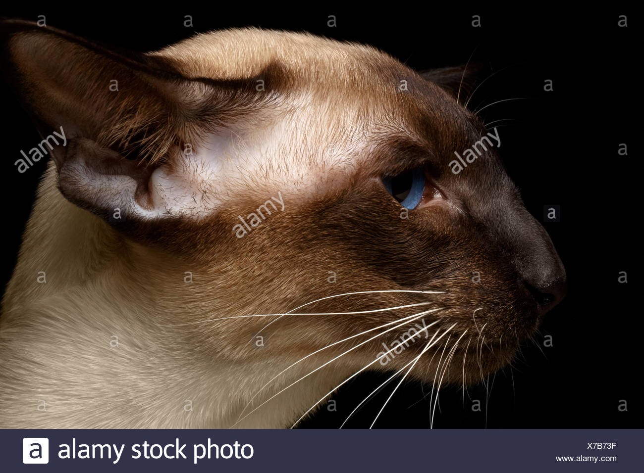 Chat Oriental Profil Photo Stock Alamy