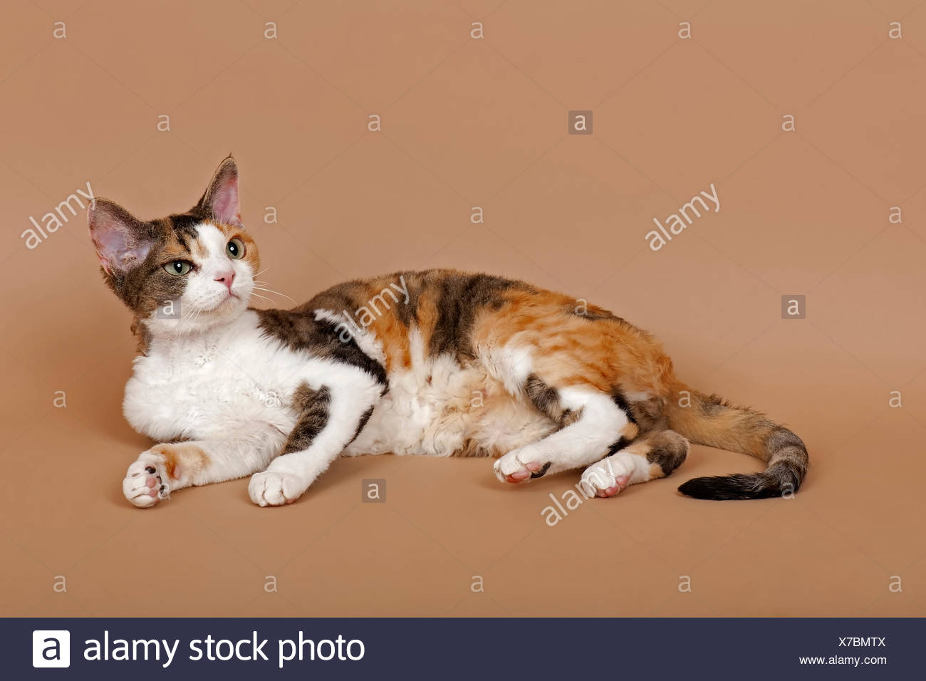 Devon Rex Tricolore Race De Chat Photo Stock Alamy
