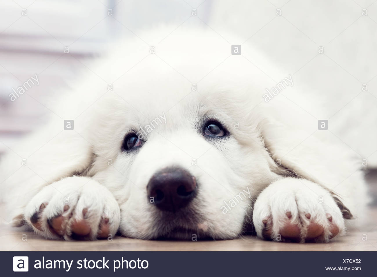 Mignon Petit Chien Blanc Couché Sur Un Plancher En Bois Le