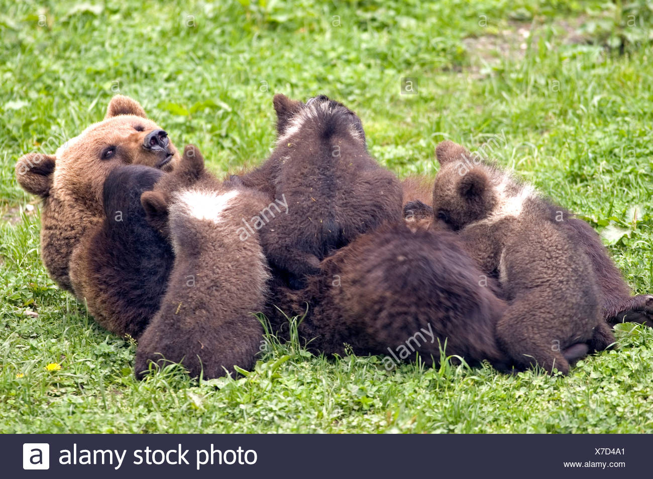 Ours Brun Ursus Arctos Ours Nature Faune Animal Animaux Bebe Enfant Jeune Mere De Nombreux Adultes Cub Oursons Jouant Enfants Photo Stock Alamy Ours Brun Ursus Arctos Ours Nature Faune Animal Animaux Bebe Enfant Jeune Mere De Nombreux Adultes Cub Oursons Jouant Enfants Photo Stock Alamy