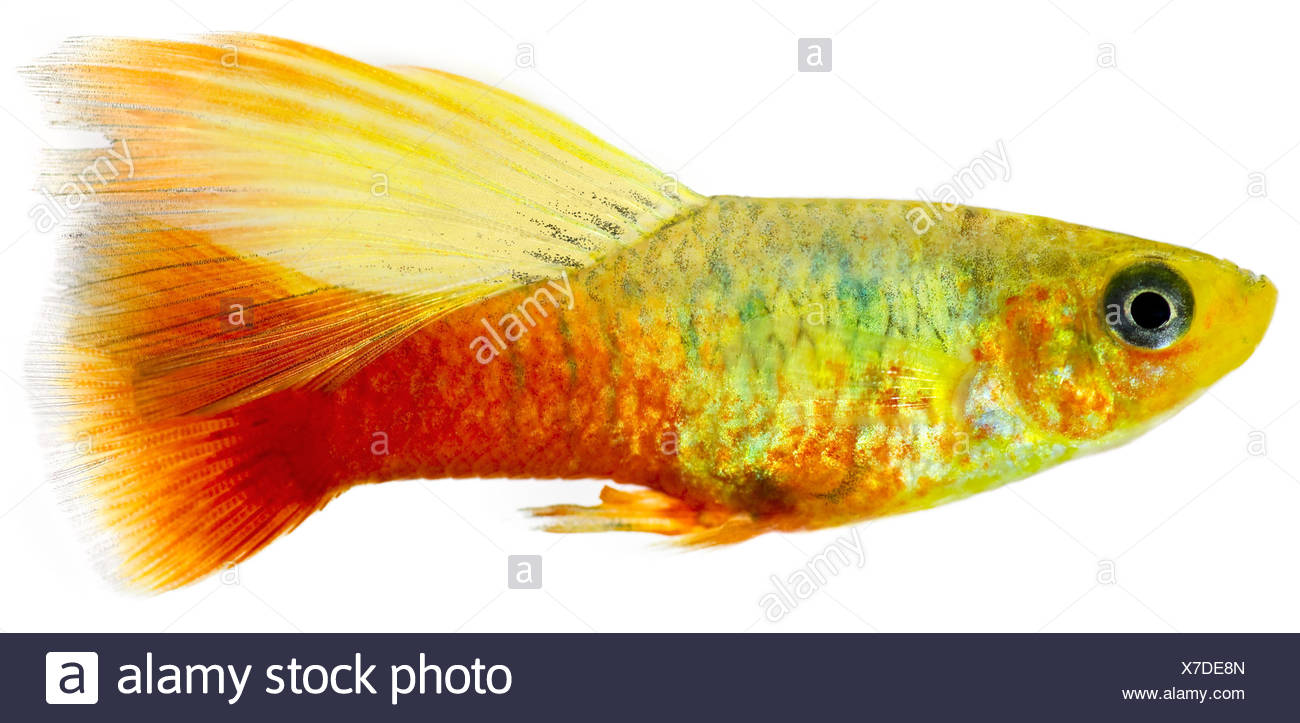 Leau Douce Poisson Rouge Orange Jaune De Leau Poisson