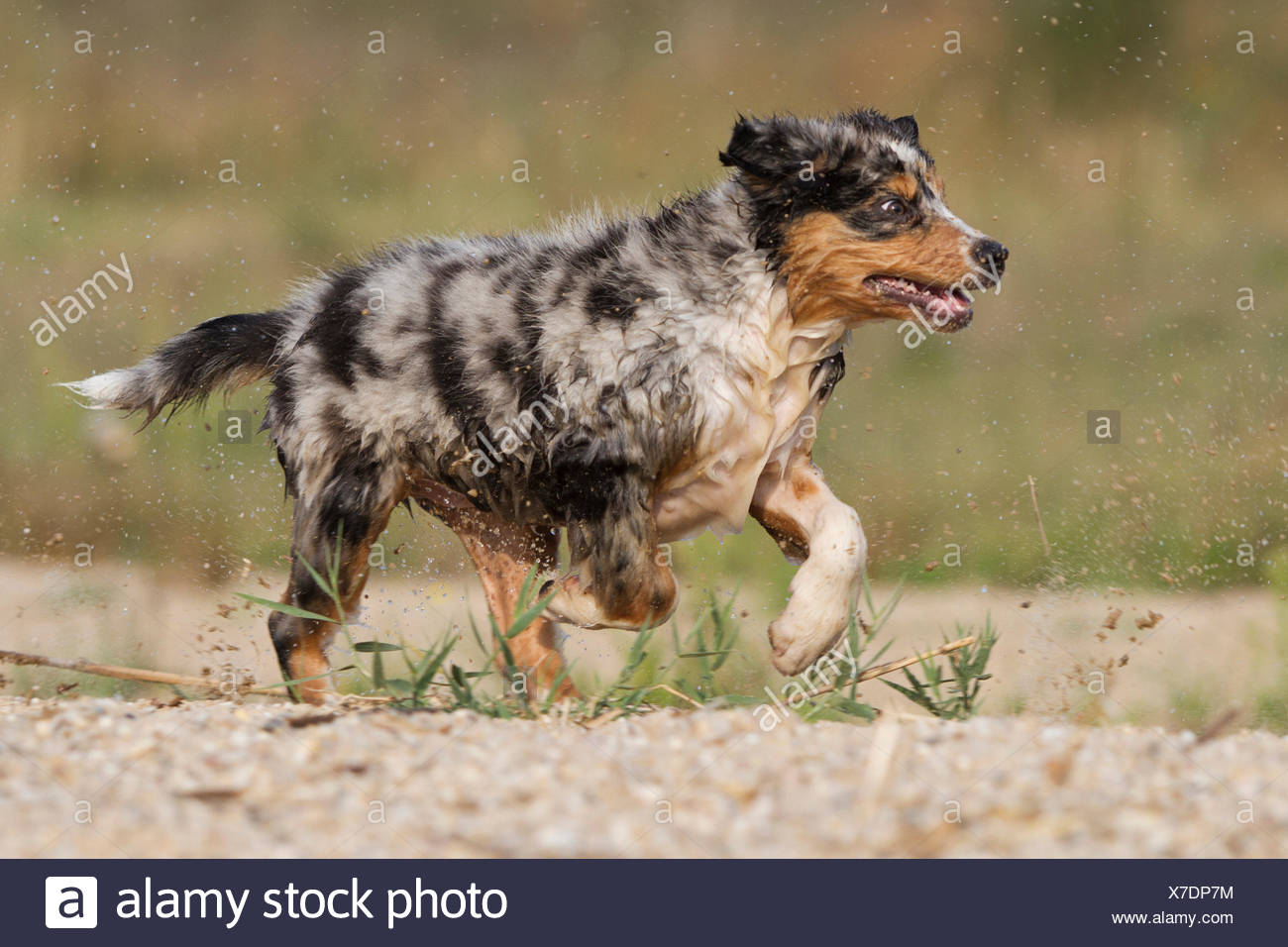 Chiots Bergers Australiens Lof Tricolores à Vendre Elevage