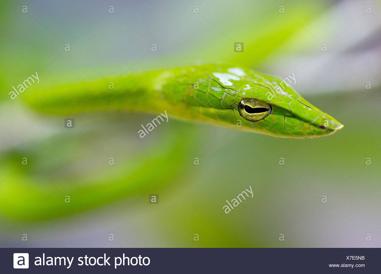 Le whipsnake, vert serpent de vigne (Ahaetulla nasuta), portrait, Malaisie, Bornéo, Sabah Banque D'Images