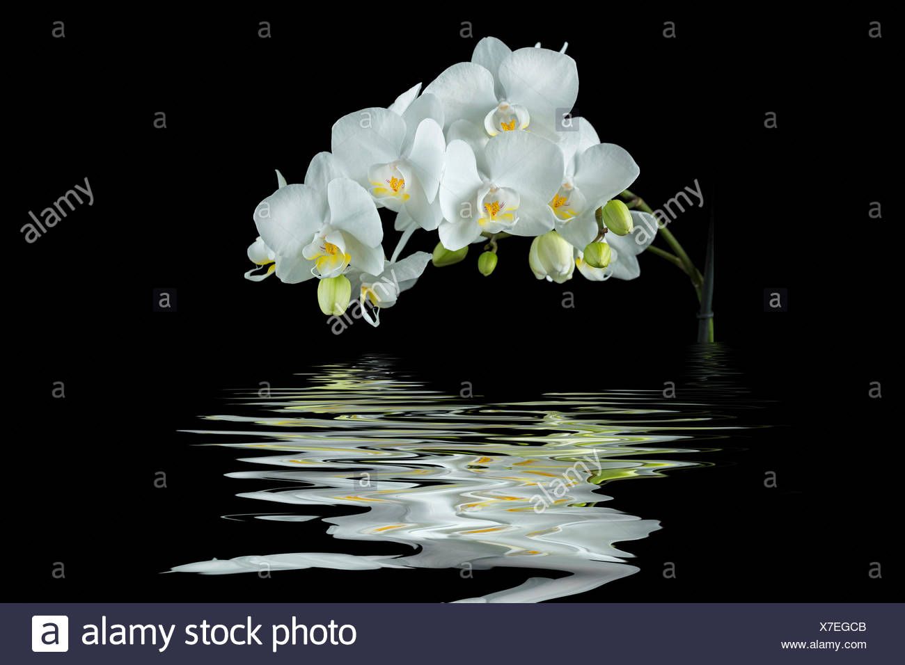 Orchidee Blanche Sur Fond Noir Photo Stock Alamy