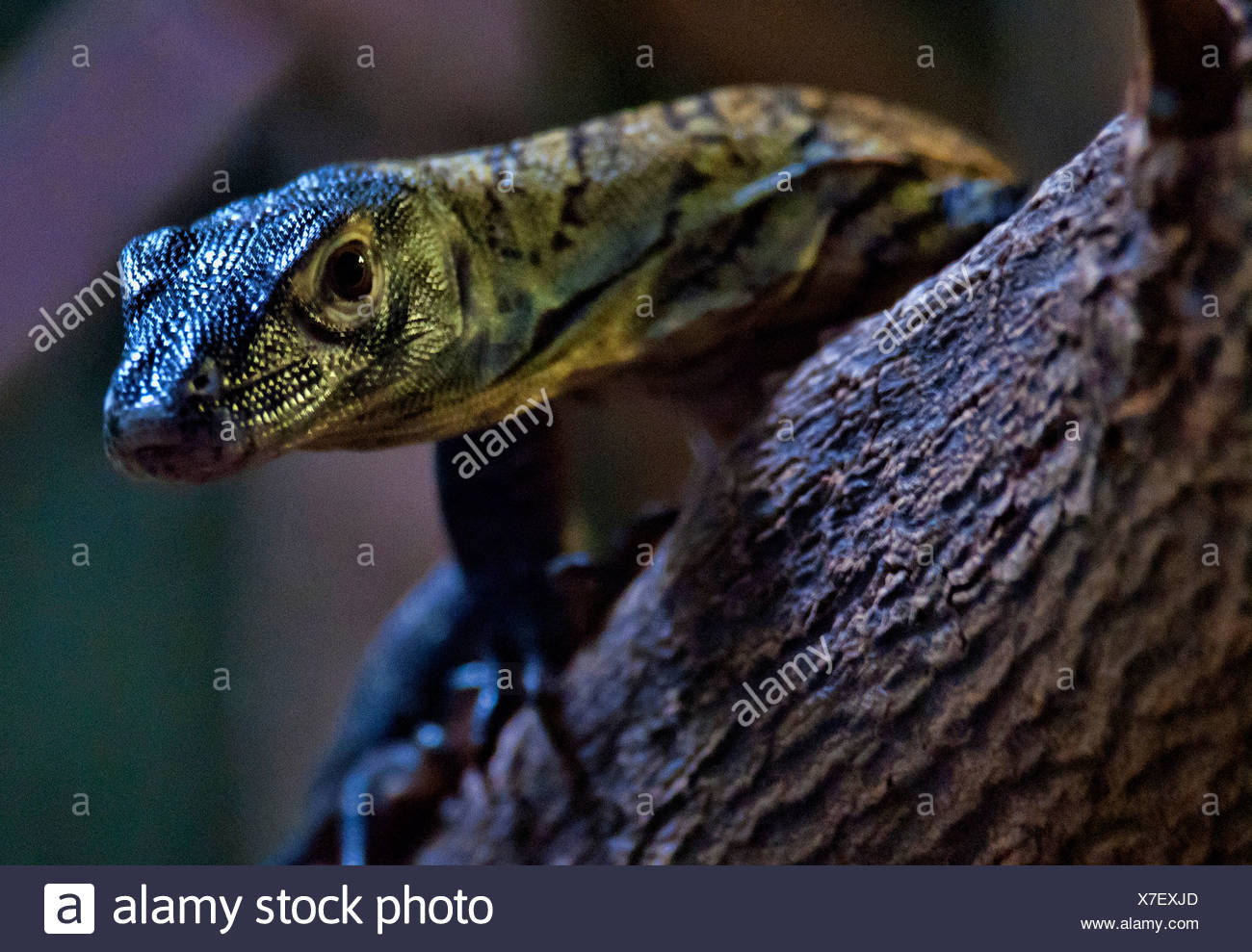 Bebe Dragon De Komodo Varanus Komodoensis Dragon Animal Usa United States Amerique Latine Photo Stock Alamy