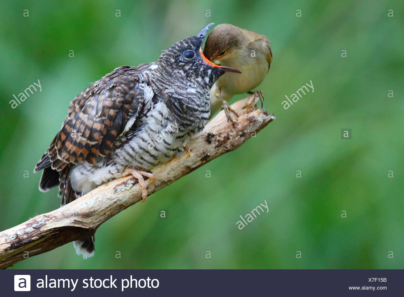 Cuculus Canorus Cuckoo Eurasien Reed Warbler Nourrir Le Poussin Coucou A Part Entiere Sur Une Branche Allemagne Photo Stock Alamy Cuculus Canorus Cuckoo Eurasien Reed Warbler Nourrir Le Poussin Coucou A Part Entiere Sur Une Branche Allemagne Photo Stock Alamy