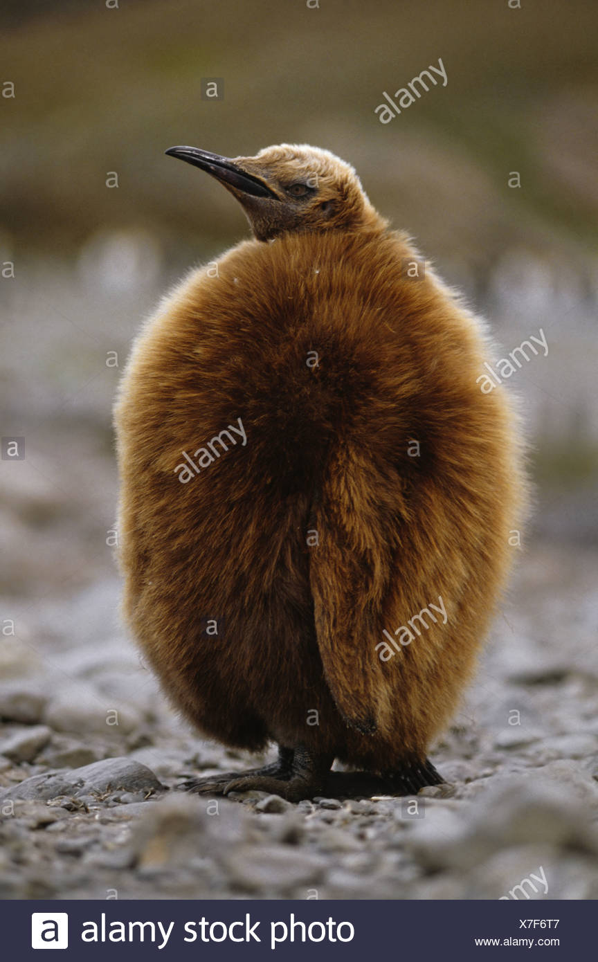 L'île de Géorgie du Sud de l'Atlantique du Sud Antarctique Aptenodytes patagonicus King penguin chick Banque D'Images