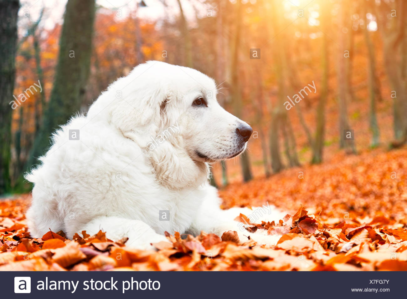 Mignon Petit Chien Blanc Couché Dans Les Feuilles En Automne