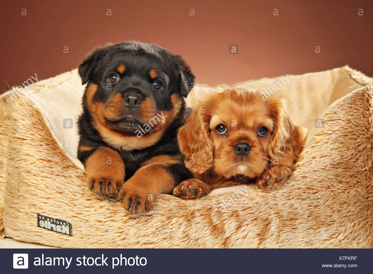 Rottweiler Chiot Cavalier King Charles Spaniel Puppy Panier