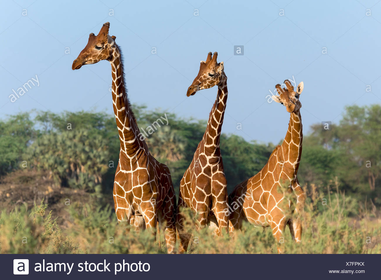 Trois girafes somaliens ou girafes Giraffa reticulata réticulée (girafe), Samburu National Reserve, Kenya Banque D'Images