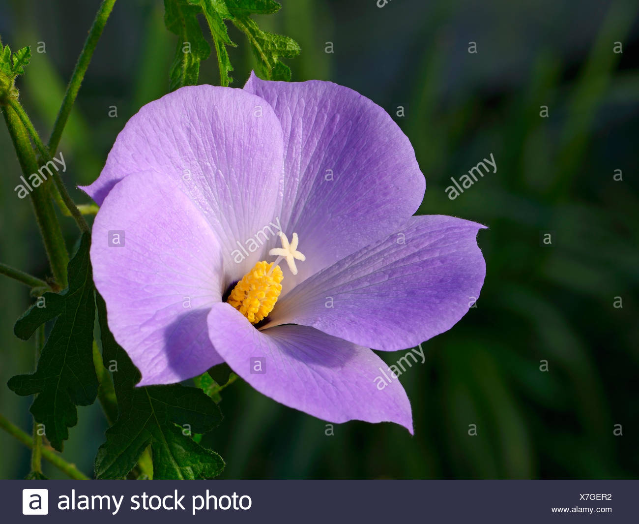 Lilac Hibiscus Banque D Image Et Photos Alamy Lilac Hibiscus Banque D Image Et Photos Alamy