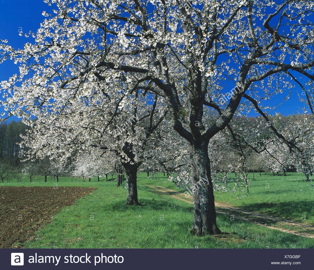 Cerisiers En Fleurs Printemps Rose Genre De Plantes Fruits Plantes Prunus Spec Les Arbres Fruitiers Arbres Fleurs Fleurs De Cerisier Blanc Photo Stock Alamy Cerisiers En Fleurs Printemps Rose Genre De Plantes Fruits Plantes Prunus Spec Les Arbres Fruitiers Arbres Fleurs Fleurs De Cerisier Blanc Photo Stock Alamy